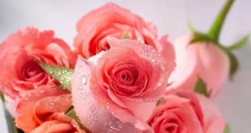 深情表白之玫瑰花语（18朵玫瑰的浪漫誓言与祝福）