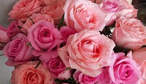 浪漫而深情的97朵玫瑰花花语（透露爱情与关怀的芬芳）