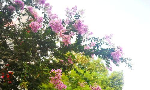 安阳的市花紫薇花及其象征意义（紫薇花盛开在安阳）