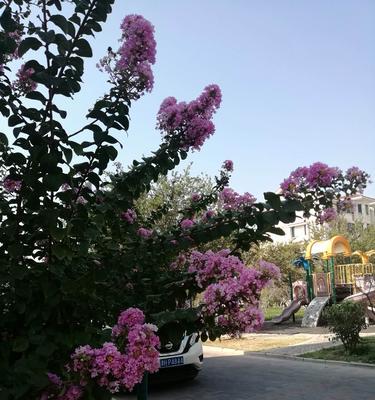 安阳的市花紫薇花及其象征意义（紫薇花盛开在安阳）