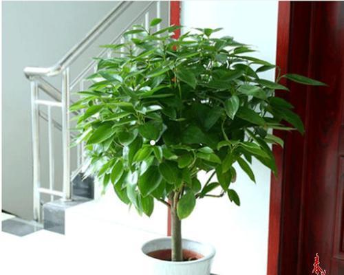 八方来财树开花，预示着什么意思（财富源源不断）