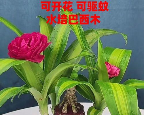 以巴西木花语与寓意的神秘之美（揭秘以巴西木花语的深层含义）