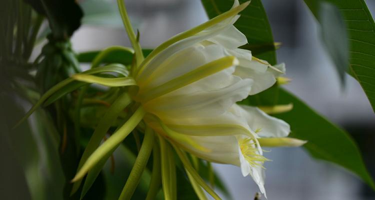 霸王花盛放，寓意生命之美（探寻霸王花的开花时间与生命寓意）