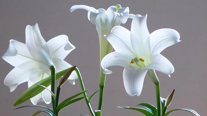 白百何花（探寻白百何花的象征意义与美学价值）