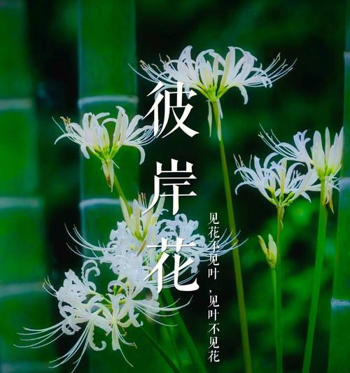 白彼岸花的含义与象征（探寻白彼岸花的寓意与美学价值）