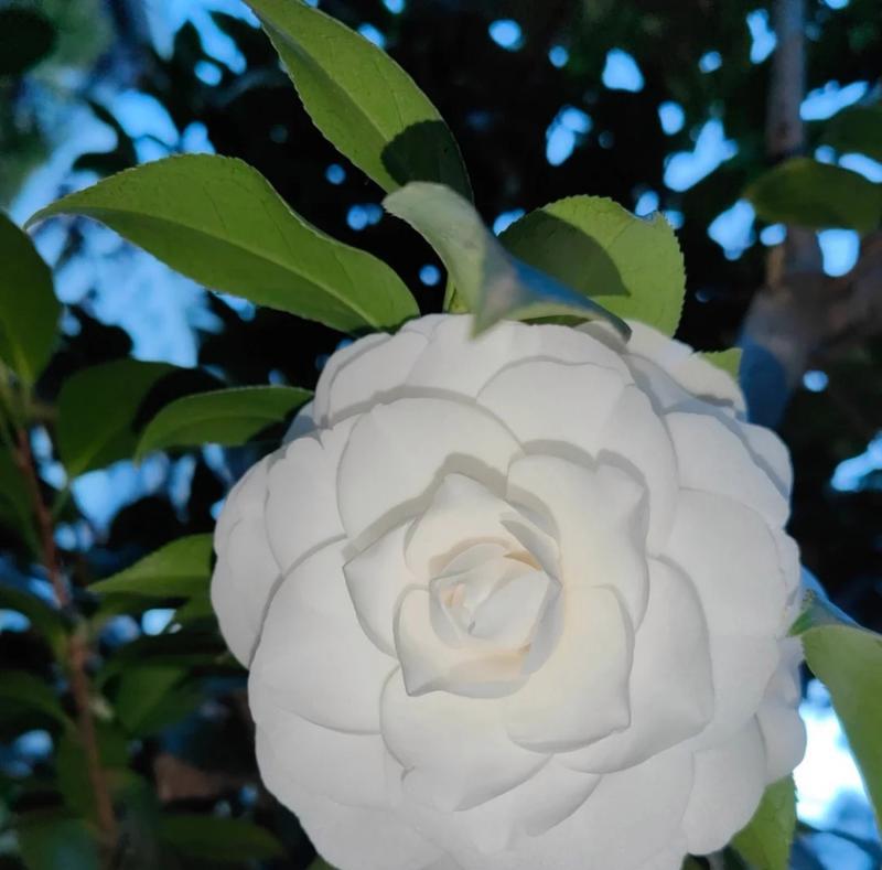 白茶花（探索白茶花的花语和寓意）