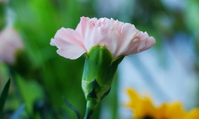 白康乃馨花语与祝福（纯洁而美丽的花朵所传递的深情祝福）