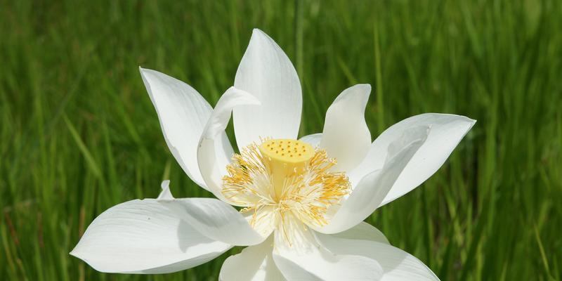 白莲花的象征意义及文化内涵（白莲花的寓意和传统象征）