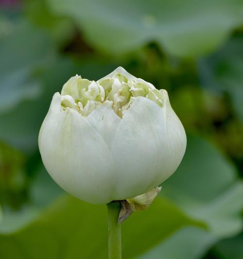 白莲花的象征意义及文化内涵（白莲花的寓意和传统象征）