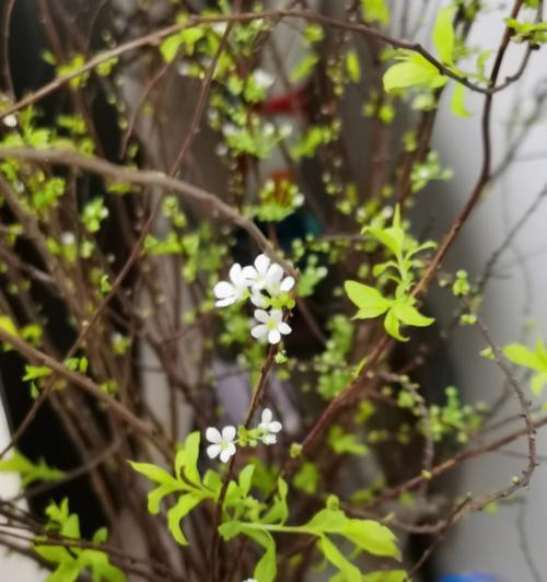 白鸟开花的寓意与花语（探寻白鸟开花的美丽与意义）