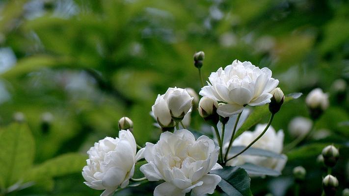 白蔷薇（白蔷薇花语及其代表的意义）