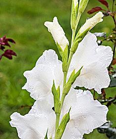 白色花的象征意义与传承（揭示白色花朵的意义与文化价值）