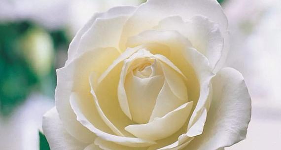 白色玫瑰的花语之美（揭开白色玫瑰背后的15个秘密）