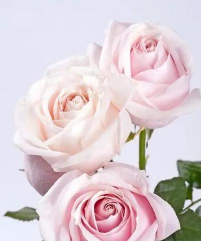 白色玫瑰的花语——纯洁与无瑕的象征（探寻白色玫瑰的花语之美）
