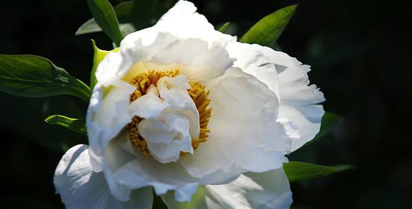 白色牡丹花的美丽与寓意（神圣纯洁）