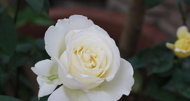 白色月季花的象征意义（探寻白色月季花的浪漫）