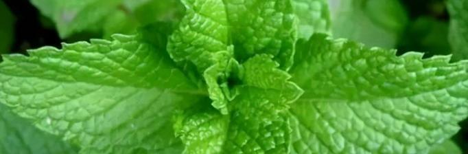 风水寓意（揭秘风水学对薄荷植物开花的解读与意义）