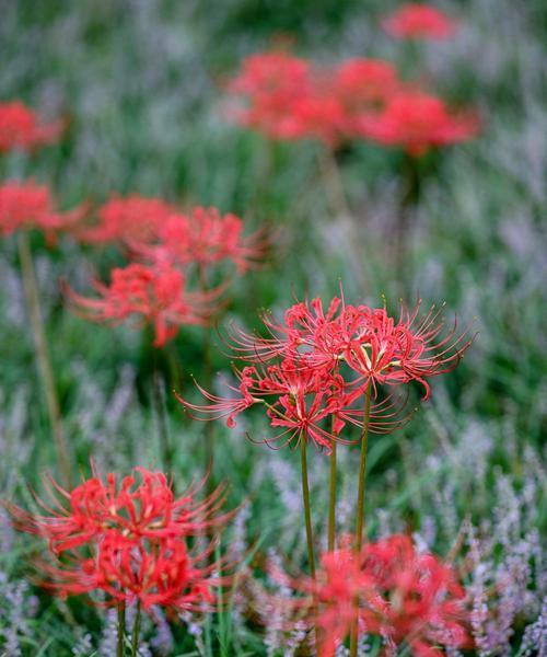 彼岸花（以彼岸花所有颜色的花语为主题）
