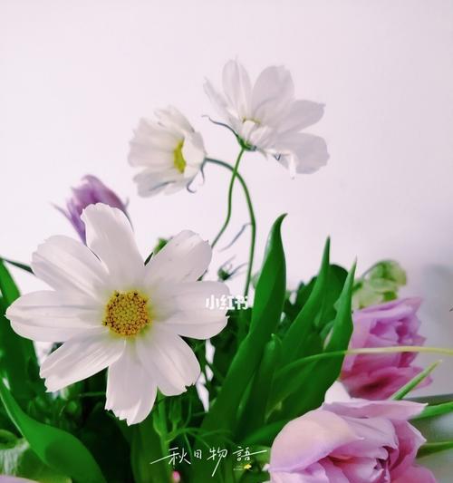 花开诚信，花语传情（诚信的花）