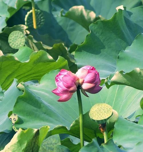 纪念的花语——用花朵表达深深的思念（以表示纪念的花为主题）