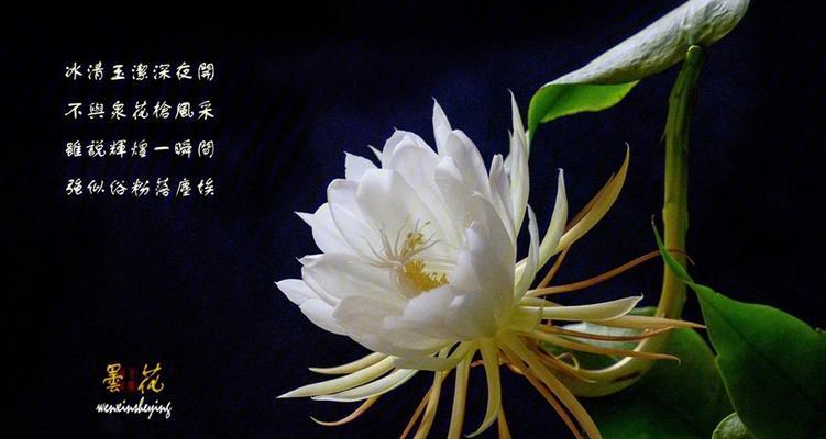 坚强的花语（揭秘坚强花朵的诠释与内涵）