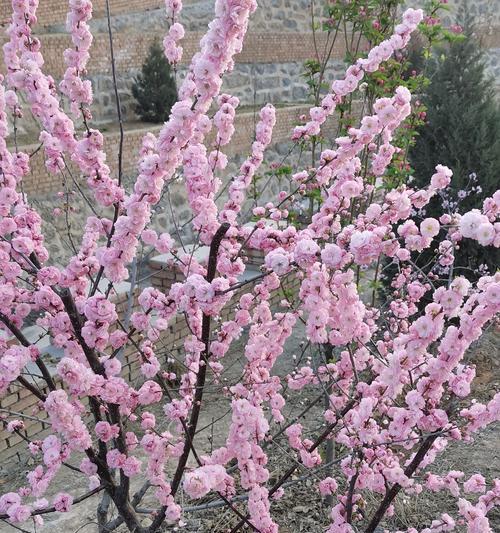 平安的花花语，传递温暖与祝福（探索平安之意）