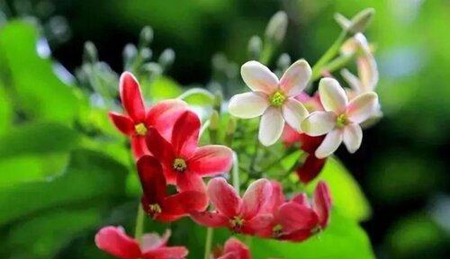 平安的花花语，传递温暖与祝福（探索平安之意）