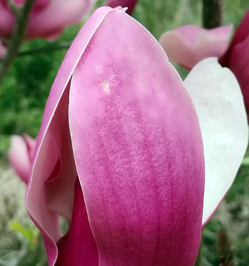 幸福之花——花语中的幸福（花开花落中传递的幸福信息）