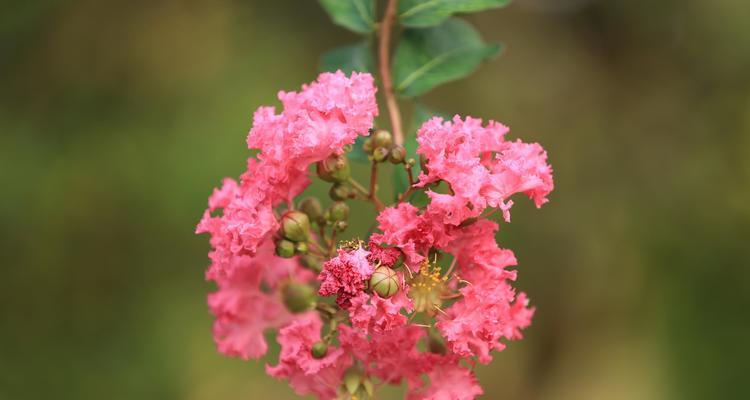 花语中的真诚之花（传递真挚情感的五种花朵）