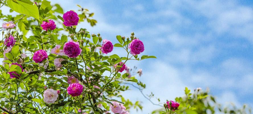 花语传递师长尊敬之意（以鲜花表达师长崇敬之情）