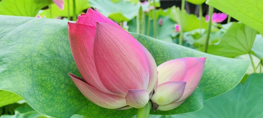 并蒂莲（和谐共生）