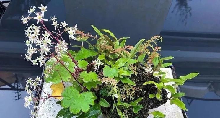 波士顿蕨的风水禁忌与寓意（揭秘波士顿蕨在家居风水中的神奇作用）