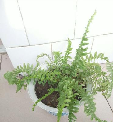 波士顿蕨的风水禁忌与寓意（揭秘波士顿蕨在家居风水中的神奇作用）