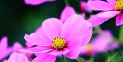 以波斯菊的花语（传递心灵之语）