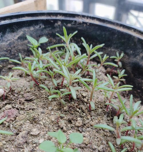 非洲菊种子怎么种植（非洲菊的种植方法和时间）