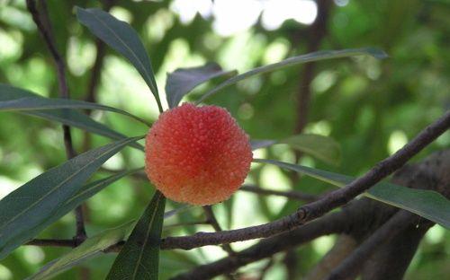 杨梅核怎么种（杨梅的种植与管理技术）