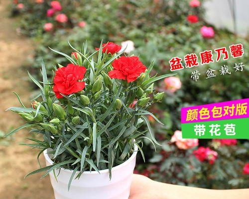 如何养康乃馨才好（康乃馨的养殖注意事项）