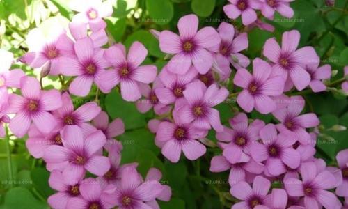 红花荀子介绍特点（红花荀子的图片及名称）