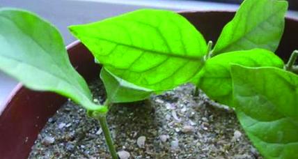 栀子花怎么水培扦插（栀子花的水培方法与技巧）