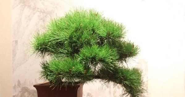 松树盆景怎么养（松树盆景的养护方法讲解）