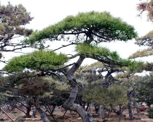 油松盆景怎么养（油松盆景栽培技术要点）