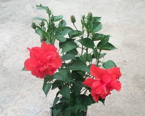 扶桑的养殖方法（扶桑花养护的正确方法）