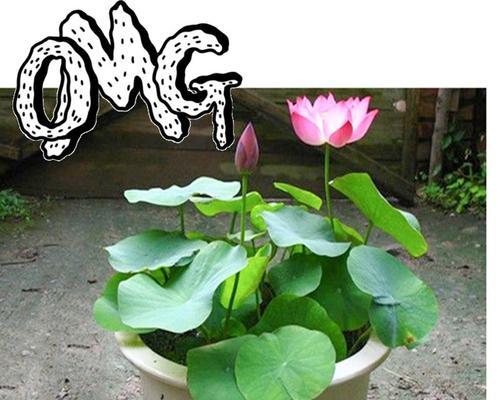 莲花怎么养才能开花（有关莲花的养殖方法）