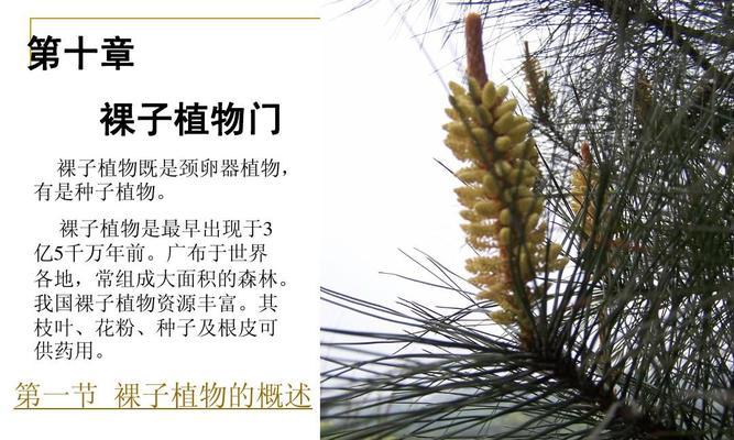 裸子植物有哪些种类（常见的裸子植物种类介绍）