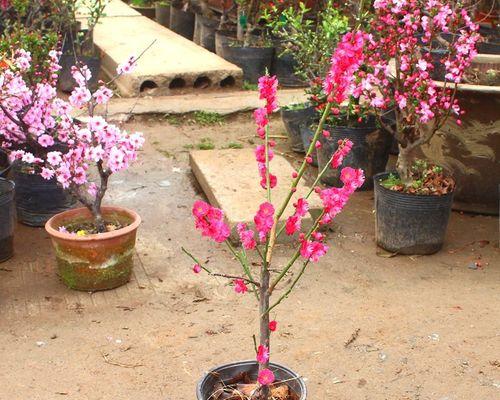 腊梅花怎么养（腊梅盆景的养殖方法讲解）