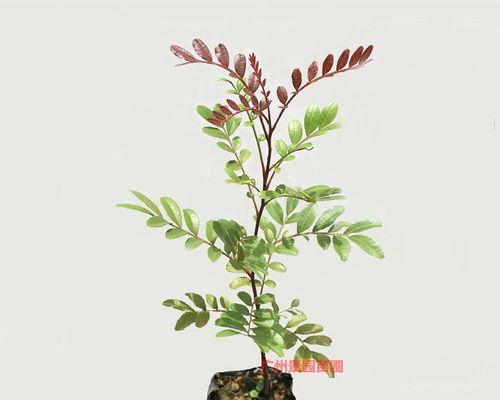 怎样养好清香木盆栽（清香木的养殖方法和注意事项）