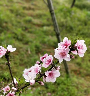 桃花在哪个季节开花（关于桃花的特点介绍）