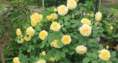 北方庭院适合种什么树（北方庭院耐旱的植物介绍）