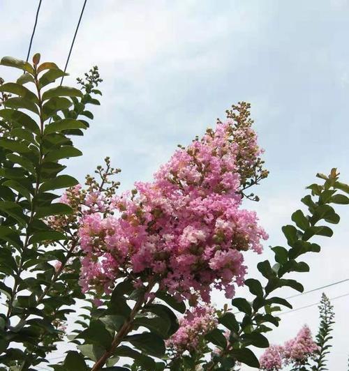 北方庭院适合种什么树（北方庭院耐旱的植物介绍）