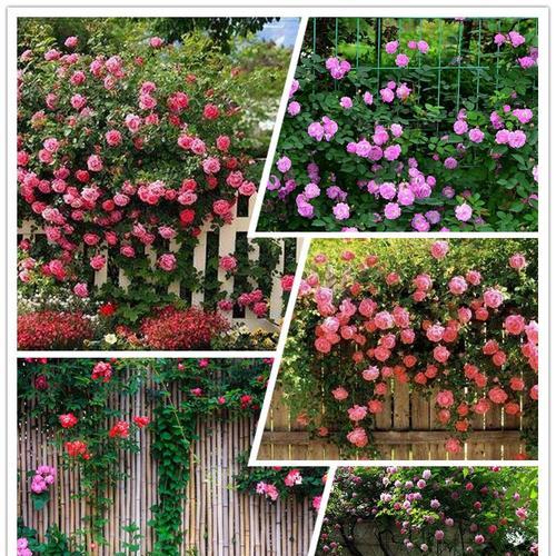 爬藤花卉有哪些品种（常见爬藤花卉排名）